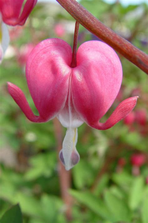 Buy Old Fashioned Bleeding Heart Plant FREE SHIPPING Wilson Bros