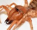 categoryunidentified solifugae wikimedia commons