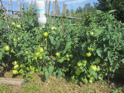 Томат Видимо-невидимо: описание, ОТЗЫВЫ (29), фото, урожайность ...