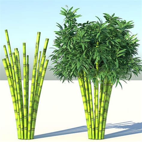 Bamboo Plant With Two Shadows 3d Model Cgtrader