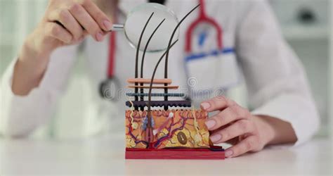 3D Skin Model a Visual Guide To Skin Anatomy Stock Footage - Video of ...