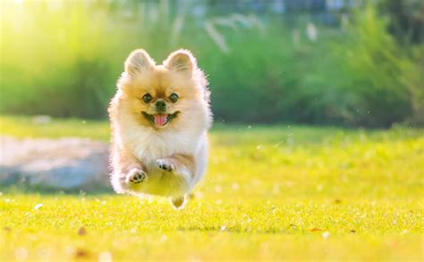 dog stock  images  backgrounds