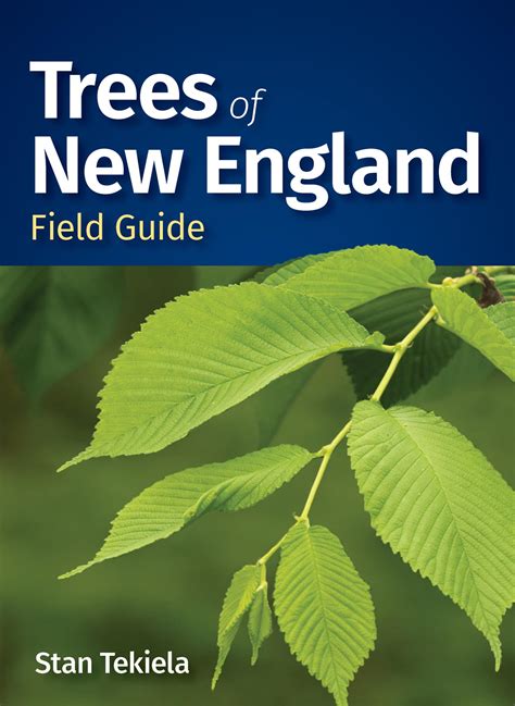 Trees Of New England Field Guide Tree Identification Guides
