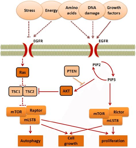 The MTOR Signaling Pathway The Signaling Pathways Contain MTORC1 And