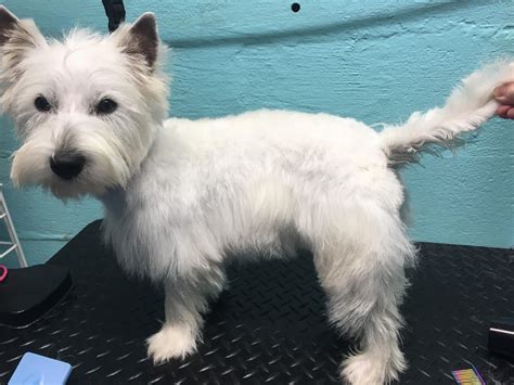 Not too thrilled with how my first Westie came out. I don't think she's