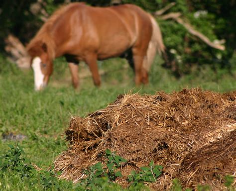 The Science Of Horse Poop Ology