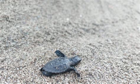 Ischia Nido Di Tartarughe Marine In Spiaggia Neonate Raggiungono