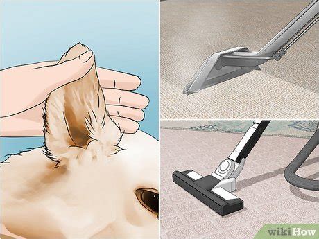 how to get rid of mites on my dog