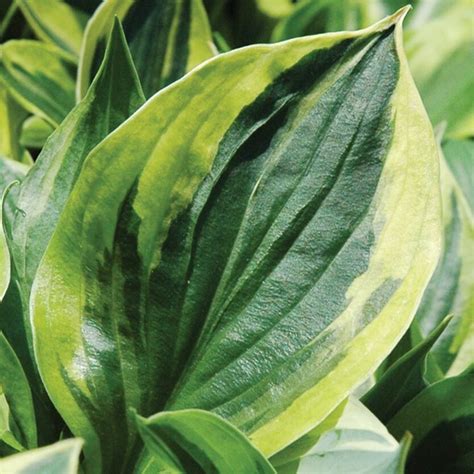 Купить Хосту "Энн" (Hosta) в Липецке недорого