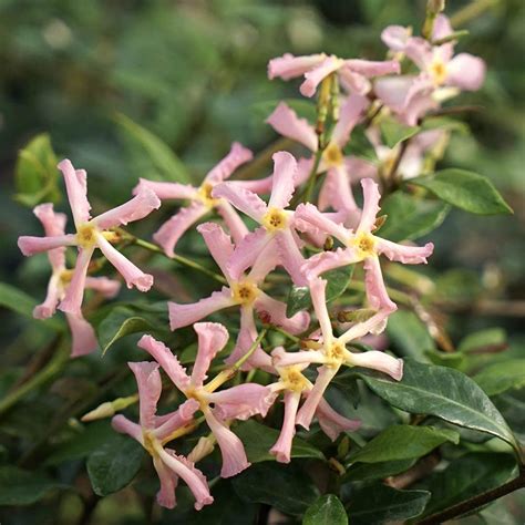Trachelospermum Jasminoides Pink Showers Flori Roz Parfumate