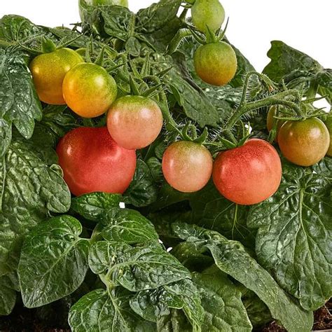 Bonnie Plants Harvest Select 25 Oz Siam Tomato Live Plants 2 Pack 202102