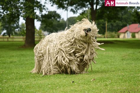 Komondor - Puppy, Facts, Pictures, Price, Grooming, Information ...