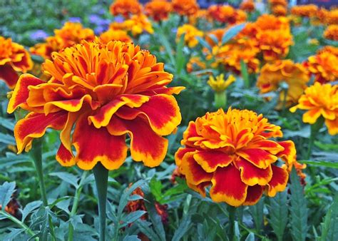 images  beautiful marigold flowers  larry faulkner blog