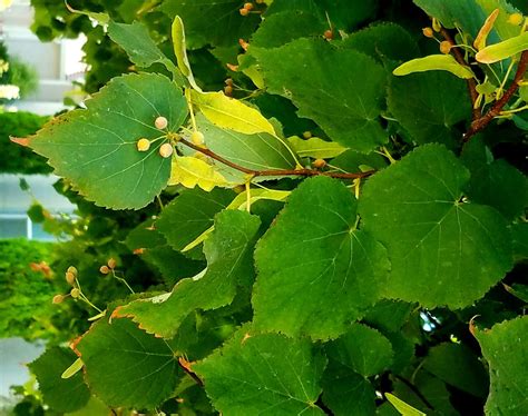 leaf of linden tree 4