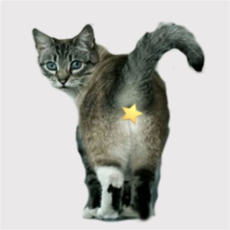 Cat Anal Glands Woes And How To Deal With It I Love My Sweet Cats