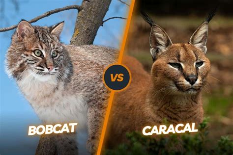 Bobcat Adaptations How These Wild Cats Survive And Thrive