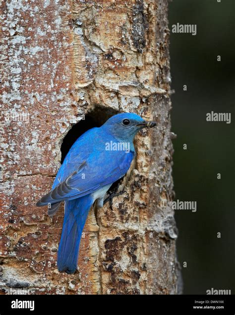 Male Mountain Bluebird Sialia Currucoides With Food At The Nest