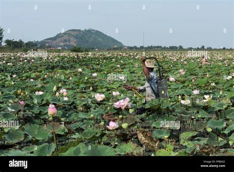 Two Workers Spraying The Lotus Plants Phnum Krom Mountain Samatoa