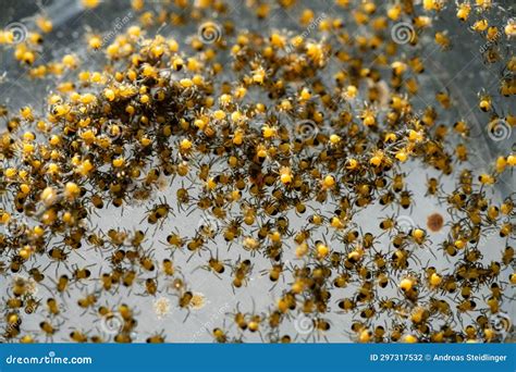 Little Spider Babies Stock Photo Image Of Arachnid 297317532