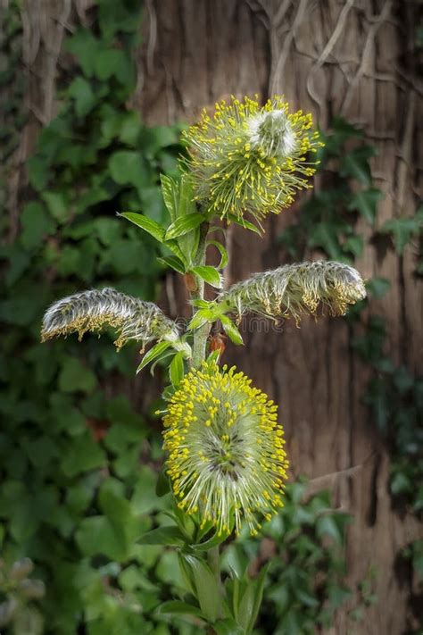Yellow Pussy Willow In Withered Grass Close Up Stock Image Image Of Flower April 47341249