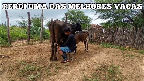 Perdi Uma Das Melhores Vacas Leiteiras Youtube