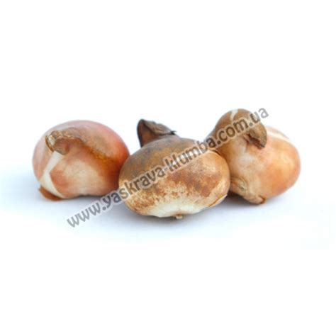 Тюльпан Триумф Queen of Night - купить с доставкой по Украине, цена в ...