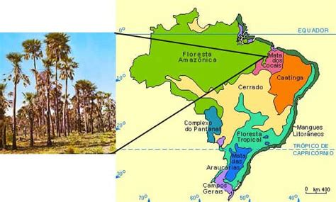 Mapa Da Mata Dos Cocais - Mata dos Cocais