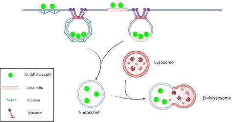 Frontiers Time Dependent Internalization Of S B By Mesenchymal Stem