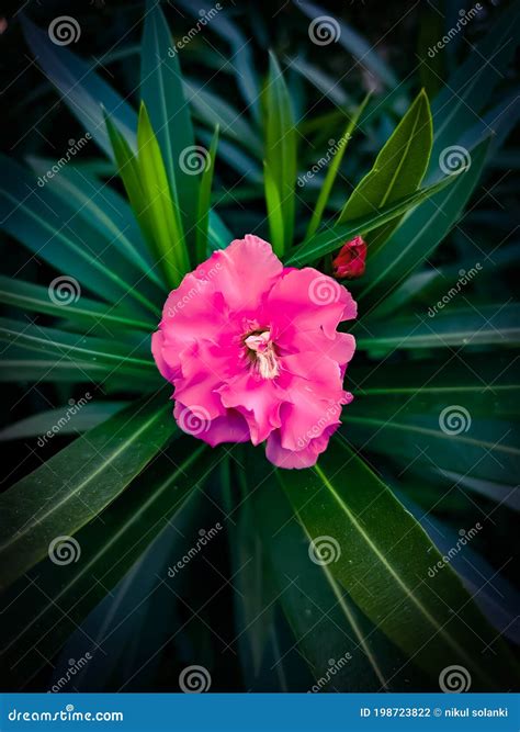 Nerium Oleander, Most Commonly Known As Nerium or Oleander, is a Shrub