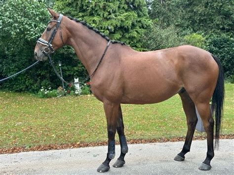 Winner Paarden Te Koop Stal Sans Souci