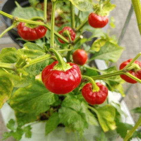 Milder Chili Paradiso Capsicum Frutescens Bio Saatgut