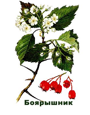 Hawthorn Plus NSP (Боярышник Плюс НСП) | Информационный портал NSP