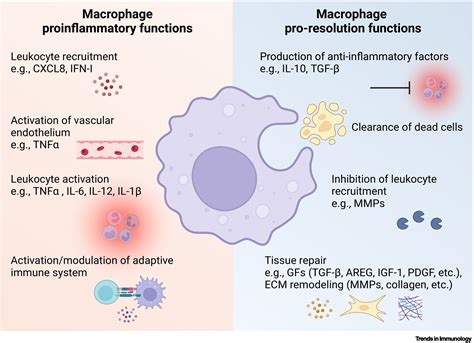 Macrophage phenotypes and functions: resolving inflammation and ... 