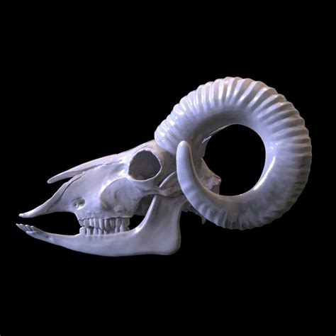 3d Model Goat Skull Print Modelled Turbosquid 1289193