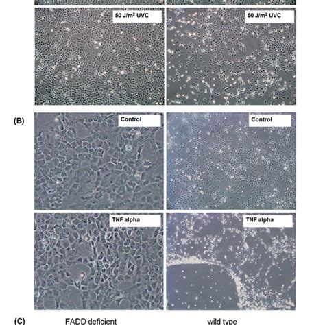 A UVC Induced Apoptotic Morphology 24 H After UVC Radiation In