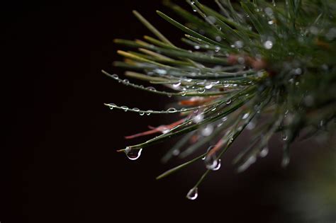 Cómo y cuándo regar un bonsái Guía completa para mantener tu árbol en