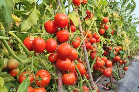 Comment Stimuler La Croissance Des Tomates Naturellement Neozone