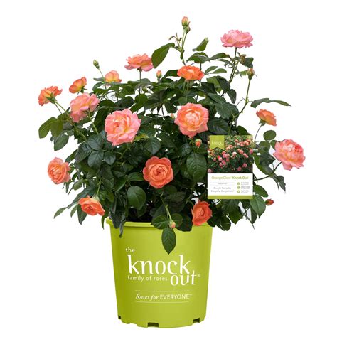 when to cut back knock out roses 2