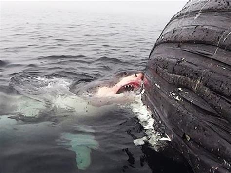 Sharks Eating Sharks