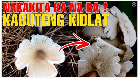 Ganito Pala Ang Epekto Sa Katawan Ng Kabuteng Kidlat Bhes Tv Youtube