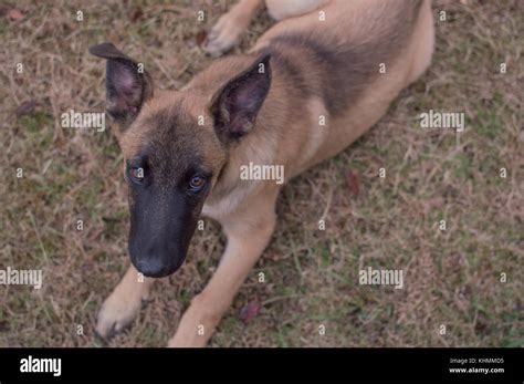 Belgian Malinois and German Shepherd Puppy Mix Stock Photo - Alamy