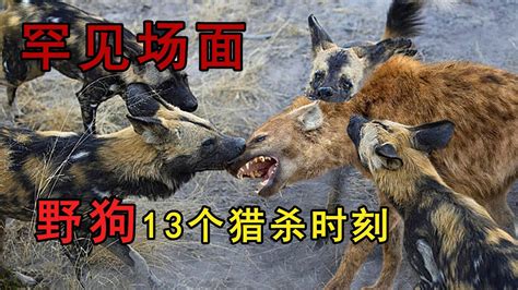 13個野狗的獵殺場面，水牛被生吞活剝，掏起缸來鬣狗都怕 - YouTube