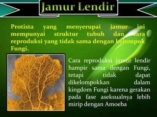 myxomycetes pptx