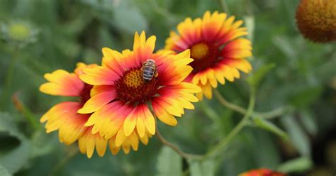 Grow These 15 Perennial Flowers Native To Colorado The Garden Magazine
