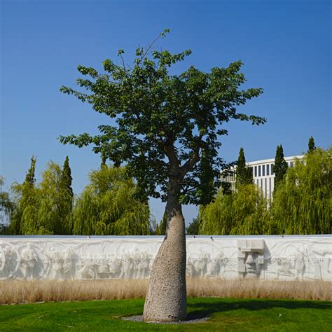 Сейба великолепная — конкурс "Могучее дерево" — Фотоконкурс.ру