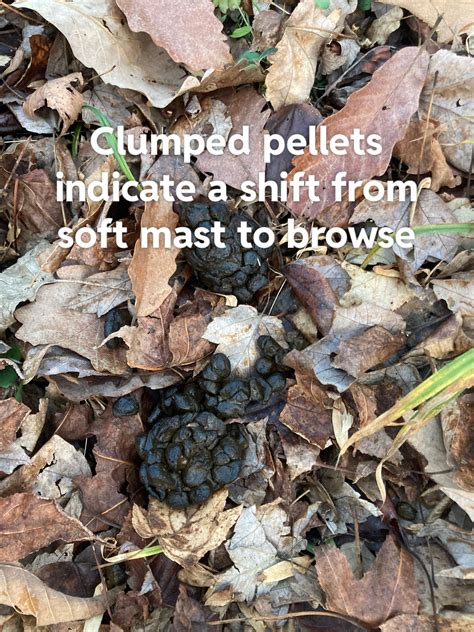 Whitetail deer scat showing seasonal dietary transition : r/AnimalTracking