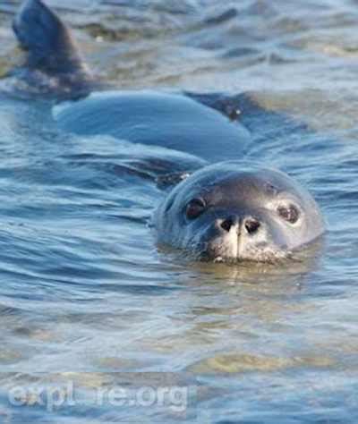 Giving New Life to California's Struggling Sea Lion Pups - Good News Network