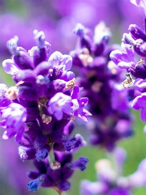 7 Plants That Keep Mosquitoes Away Pedfire