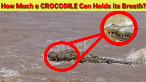 How Much A Nile Crocodile Hold Its Breath Sigmazone Youtube