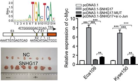 In this Issue - 2022 - Cancer Science - Wiley Online Library